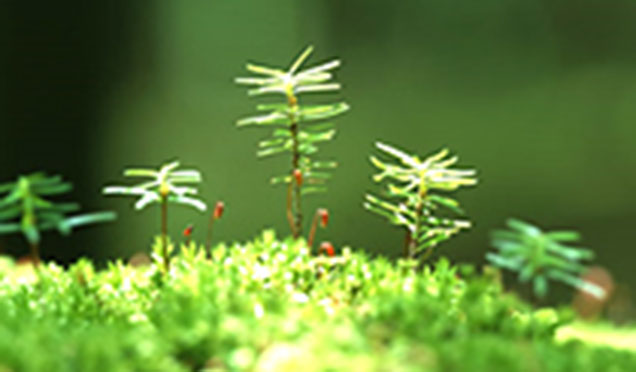 赤い実がなる植物